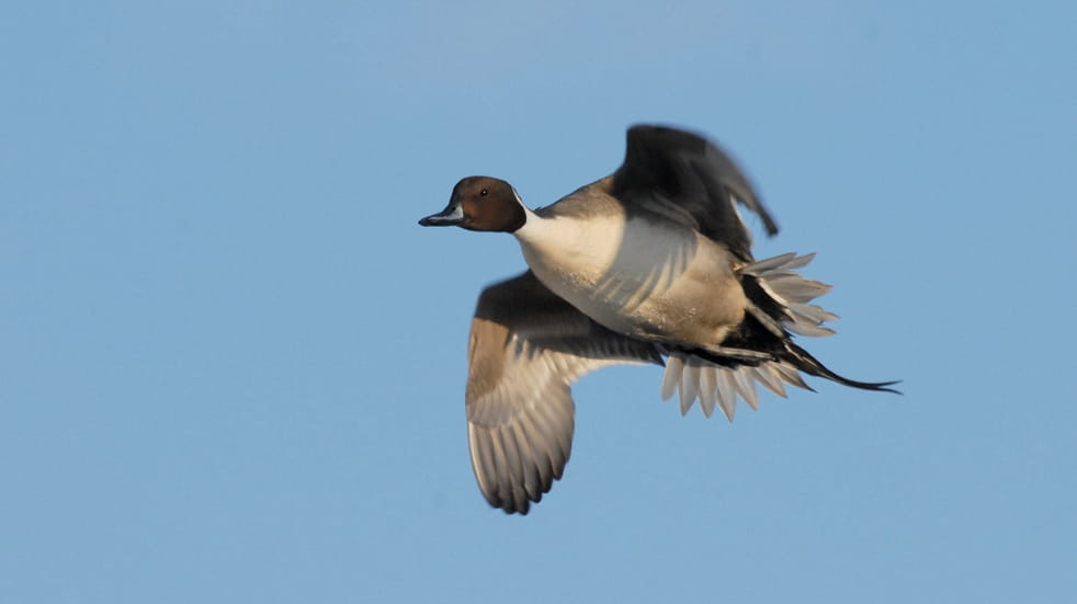 Male Northern Pintail in flight at Slimbridge 